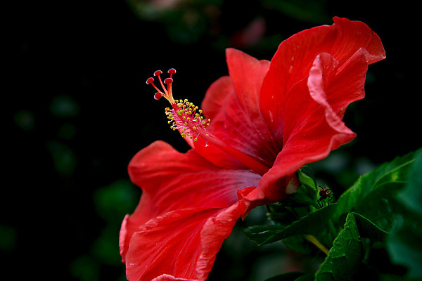 포토 JPG 해외이미지 스튜디오촬영 잎 자연 사람없음 빨간색 히비스커스 해외202004 해외포토 식물 꽃 컬러 실내 생태계 파일형식 이미지허브