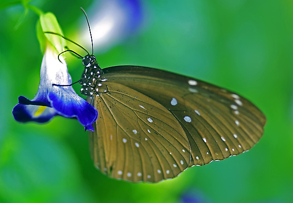 포토 JPG 해외이미지 식물 꽃 나비 잎 사람없음 초록색 정원 보라색 가을 화단 해외202004 해외포토 계절 컬러 곤충 파일형식 이미지허브