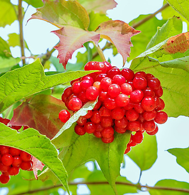 포토 JPG 해외이미지 나무 식물 계절 열매 음식 백그라운드 잎 농업 과일 자연 건강 사람없음 야외 빨간색 초록색 컬러풀 정원 맑음 수확 가을 나뭇가지 신선 닫기 맛 다발 허브 관목 묘사 생태계 내추럴 숙성 우크라이나 크랜베리 억울 해외202004 해외포토 감정 유럽 산업 컬러 컨셉 모션 날씨 파일형식 이미지허브