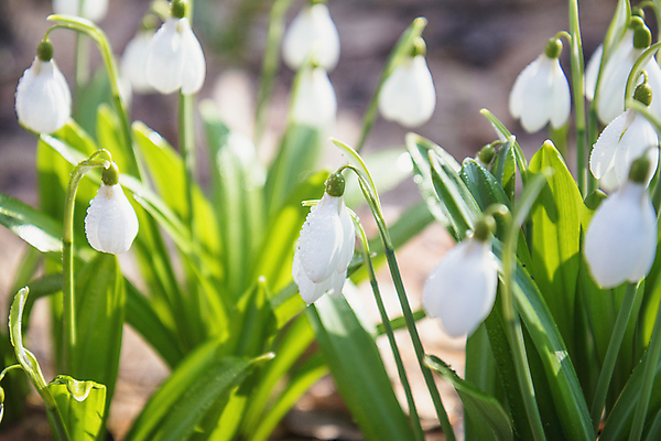 포토 JPG 해외이미지 꽃잎 꽃 사람없음 아웃포커스 스노드롭 해외202004 해외포토 식물 촬영기법 파일형식 이미지허브