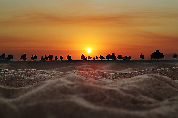 포토 JPG 해외이미지 구름 직업 실루엣 바다 백그라운드 오렌지 자연 벽지 갈매기 조류 하늘 풍경 사람없음 물 태양 반사 노란색 일출 미국 일몰 새벽 야간 저녁 장면 수평선 해외202004 해외포토 자연요소 동물 컬러 북아메리카 과일 촬영기법 노을 생태계 파일형식 이미지허브