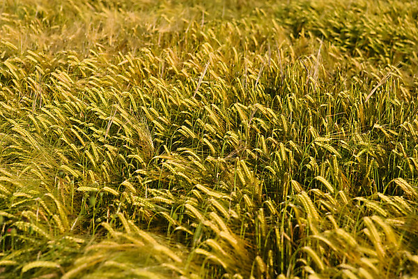 포토 JPG 해외이미지 식물 빵 줄기 백그라운드 밭 농업 자연 건조 건강 옥수수 씨앗 풍경 사람없음 농작물 농장 농경지 노란색 식사 수확 성장 못 황금 닫기 농부 낟알 시리얼 밀 굽기 보리 귀 무거움 밀짚 제비 내추럴 밭일 숙성 호밀 해외202004 해외포토 직업 산업 음식 컬러 모션 조류 곡류 신체부위 공구 무게 짚 구이 생태계 파일형식 이미지허브