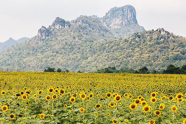 포토 JPG 해외이미지 식물 꽃잎 꽃 산업 문화 백그라운드 잎 꽃무늬 밭 농업 오렌지 자연 하늘 해바라기 씨앗 풍경 사람없음 초록색 여름 파란색 농작물 컬러풀 햇빛 태양 농장 노란색 맑음 봄 활발 성장 벚꽃 시골 원형 개화 유기농 꽃가루 내추럴 해외202004 해외포토 자연요소 도형 웰빙 계절 컬러 컨셉 무늬 과일 날씨 가루 생태계 파일형식 이미지허브