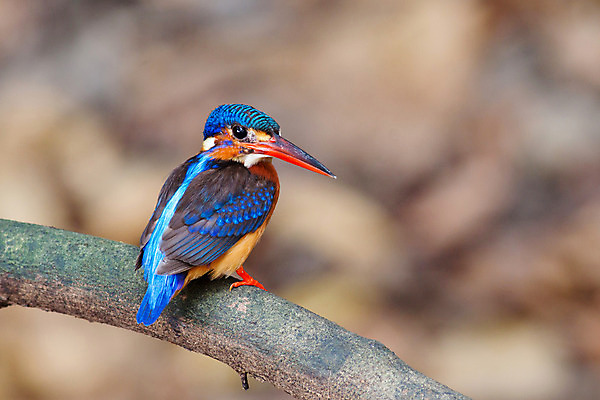 포토 JPG 해외이미지 동물 여자 아시아 야생동물 날개 태국 자연 조류 앉기 동양인 사람없음 파란색 컬러풀 관찰 황무지 숲 열대우림 손목시계 깃털 내추럴 물총새 혼자 해외202004 해외포토 나라 시계 컬러 장신구 모션 사람 인종 생태계 파일형식 이미지허브