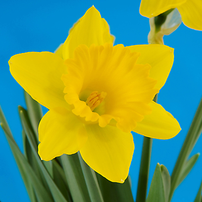 포토 JPG 해외이미지 식물 꽃 자연 사람없음 내부 파란색 노란색 봄 수선화 고립 해외202004 해외포토 계절 컬러 생태계 파일형식 이미지허브