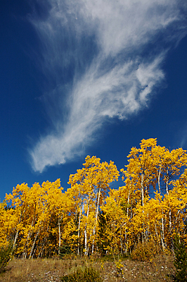 포토 JPG 해외이미지 나무 구름 하늘 사람없음 파란색 노란색 가을 숲 미루나무 해외202004 해외포토 자연요소 식물 계절 컬러 파일형식 이미지허브