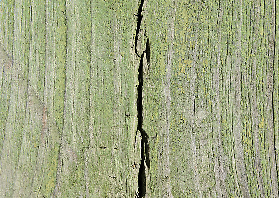 포토 JPG 해외이미지 나무 접시 디자인 외관 벽 백그라운드 패턴 자연 탁자 표면 바닥 프레임 사람없음 건물 목재 장식 빛 갈색 어둠 줄무늬 수확 판넬 거친 균열 널 낟알 책상 사인 질감 복고 결 내추럴 그런지 수목 옛날 합판 파케트 해외202004 해외포토 식물 식기 건축물 컬러 가구 무늬 농업 재료 모션 생태계 파일형식 이미지허브