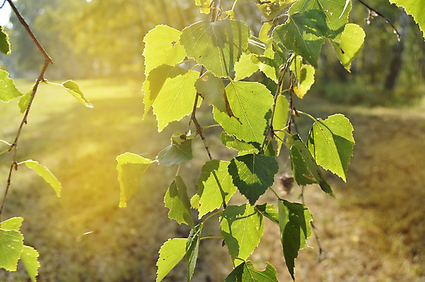 포토 JPG 해외이미지 나무 식물 디자인 계절 공원 백그라운드 잎 자연 하늘 새로움 미술 사람없음 초록색 빛 햇빛 태양 환경 봄 성장 덮개 광선 나뭇가지 신선 개화 숲 질감 레이아웃 엽서 자작나무 노려봄 내추럴 해외202004 해외포토 자연요소 공공시설 꽃 컬러 컨셉 문화예술 표정 뚜껑 편지 생태계 파일형식 이미지허브