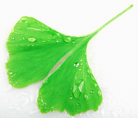 포토 JPG 해외이미지 스튜디오촬영 나무 식물 줄기 백그라운드 잎 재료 자연 중국문화 건강 사람없음 초록색 건강관리 정원 봄 성장 약재 흰색 신선 닫기 자르기 허브 오브젝트 내추럴 고립 해외202004 해외포토 동양문화 계절 컬러 외국문화 모션 실내 관리 약 생태계 파일형식 이미지허브