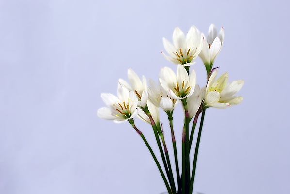 포토 JPG 해외이미지 식물 꽃 사람없음 노란색 흰색 우아함 순수 흰배경 해외202004 해외포토 컬러 백그라운드 컨셉 파일형식 이미지허브