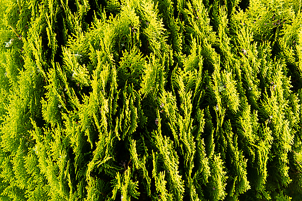 포토 JPG 해외이미지 나무 식물 계절 백그라운드 잎 크리스마스 패턴 자연 풍경 사람없음 야외 목재 장식 초록색 여름 정원 나뭇가지 시골 신선 소나무 숲 묘사 질감 상록수 침엽수 전나무 원뿔 내추럴 수목 가문비나무 그리너리 해외202004 해외포토 도형 기념일 컬러 무늬 재료 생태계 파일형식 트랜드컬러 이미지허브