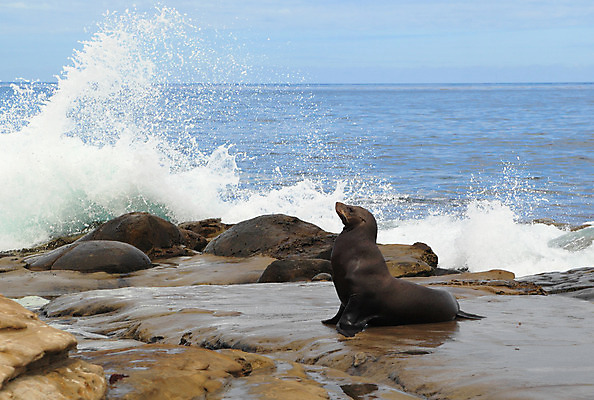 포토 JPG 해외이미지 동물 야생동물 파도 바다 포즈 포유류 휴식 생물 해변 사람없음 가로 물 파란색 갈색 캘리포니아 물갈퀴 수평선 해외202004 해외포토 자연요소 컬러 컨셉 미국 파일형식 이미지허브