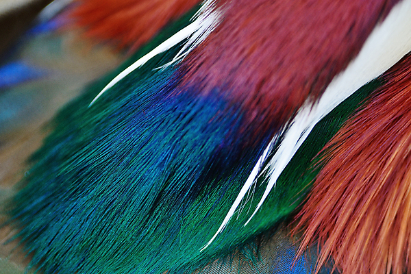 포토 JPG 해외이미지 동물 남자 야생동물 백그라운드 자연 조류 오리 사람없음 초록색 파란색 컬러풀 갈색 깃털 물새 해외202004 해외포토 컬러 사람 생태계 파일형식 이미지허브