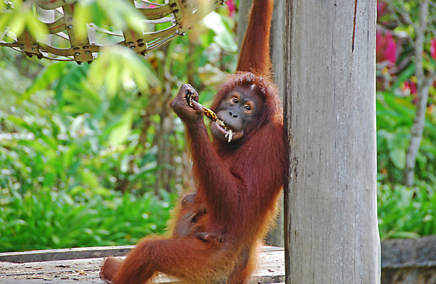 포토 JPG 해외이미지 야생동물 사람없음 해외202004 해외포토 동물 파일형식 이미지허브