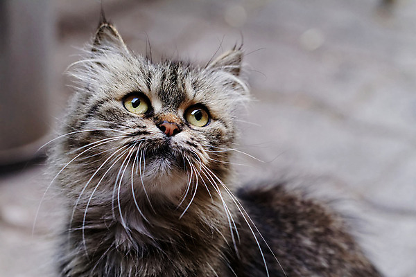 포토 JPG 해외이미지 동물 캐릭터 응시 남자 얼굴 백그라운드 포유류 수염 털 종류 앉기 사람없음 야외 반려동물 갈색 노란색 머리 정원 검은색 고양이 회색 관찰 달콤 모피 콧수염 호기심 코 부드러움 얼룩무늬 솜털 노려봄 숨김 양모 주목 해외202004 해외포토 시선 감정 컬러 컨셉 무늬 모션 표정 사람 신체부위 직물 감각 맛 파일형식 이미지허브