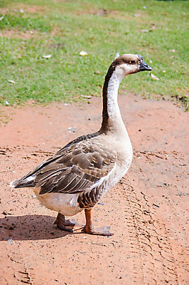 포토 JPG 해외이미지 동물 날개 조류 오리 사람없음 야외 흰색 거위 해외202004 해외포토 컬러 파일형식 이미지허브