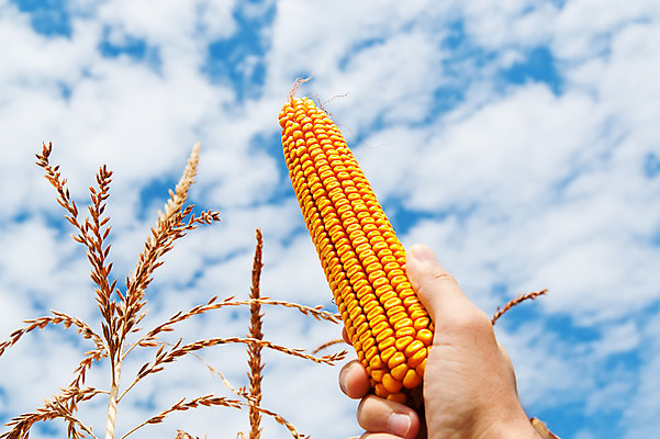 포토 JPG 해외이미지 식물 구름 손 계절 산업 문화 음식 백그라운드 농업 재료 자연 하늘 옥수수 씨앗 사람없음 야외 초록색 파란색 농작물 노란색 환경 식사 에너지 수확 흰색 시골 신선 황금 달콤 낟알 인도인 시리얼 묘사 날것 팝콘 보여주기 미로 숙성 채식주의자 세련 해외202004 해외포토 자연요소 외국인 컬러 모션 곡류 동양인 신체부위 맛 생태계 채식 파일형식 이미지허브