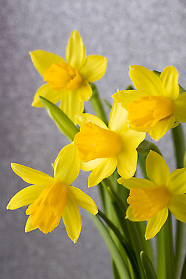 포토 JPG 해외이미지 꽃잎 꽃 꽃무늬 자연 부활절 사람없음 노란색 봄 성장 벚꽃 수선화 해외202004 해외포토 식물 계절 기념일 컬러 무늬 생태계 파일형식 이미지허브