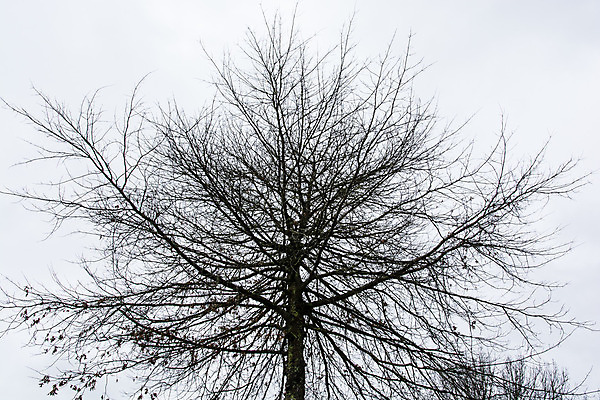 포토 JPG 해외이미지 나무 계절 실루엣 자연 벽지 사람없음 목재 빛 검은색 장면 해외202004 해외포토 식물 컬러 재료 촬영기법 생태계 파일형식 이미지허브