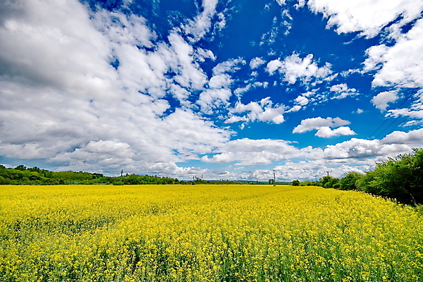 포토 JPG 해외이미지 식물 구름 꽃 백그라운드 밭 농업 채소 자연 하늘 씨앗 풍경 사람없음 초록색 파란색 농작물 농장 노란색 환경 봄 에너지 성장 벚꽃 시골 개화 황금 땅 유채 장면 생태학 카놀라 세련 해외202004 해외포토 자연요소 계절 교육 산업 컬러 생태계 파일형식 이미지허브