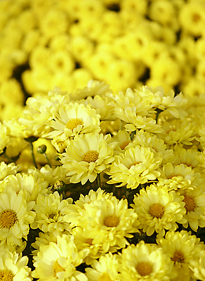 포토 JPG 해외이미지 식물 꽃잎 꽃 백그라운드 잎 꽃무늬 자연 사람없음 햇빛 노란색 정원 성장 벚꽃 오브젝트 싱글 해외202004 해외포토 컬러 무늬 태양 생태계 파일형식 이미지허브