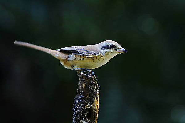 포토 JPG 해외이미지 나무 동물 여자 남자 아시아 얼굴 야생동물 백그라운드 날개 태국 자연 조류 사람없음 야외 목재 가로 초록색 컬러풀 갈색 머리 환경 나뭇가지 막대기 닫기 숲 깃털 꼬리 부리 서식지 생태학 해외202004 해외포토 식물 교육 나라 컬러 재료 모션 사람 신체부위 생태계 파일형식 이미지허브