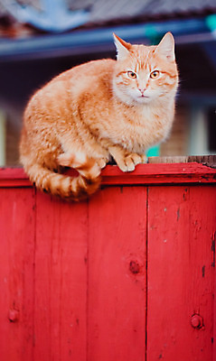 포토 JPG 해외이미지 동물 1 응시 오렌지 포유류 자연 앉기 사람없음 야외 목재 빨간색 울타리 반려동물 정원 고양이 표현 노려봄 옛날 해외202004 해외포토 나무 시선 컬러 과일 재료 모션 표정 담장 생태계 파일형식 이미지허브