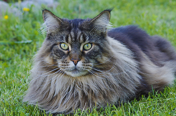 포토 JPG 해외이미지 동물 척추동물 포즈 백그라운드 포유류 가족 수염 털 사람없음 초록색 반려동물 머리 고양이 회색 흰색 모피 꼬리 귀 부드러움 사냥꾼 솜털 기르기 집게발 해외202004 해외포토 직업 컬러 관계 신체부위 감각 돌봄 파일형식 이미지허브