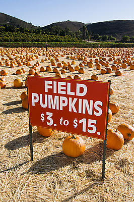 포토 JPG 해외이미지 계절 밭 오렌지 과일 부분 호박 사람없음 장식 빨간색 세일 수확 가을 원형 볏짚 11월 다발 사인 박 스쿼시 10월 해외202004 해외포토 도형 스포츠 컬러 농업 채소 구기 날짜 짚 파일형식 이미지허브