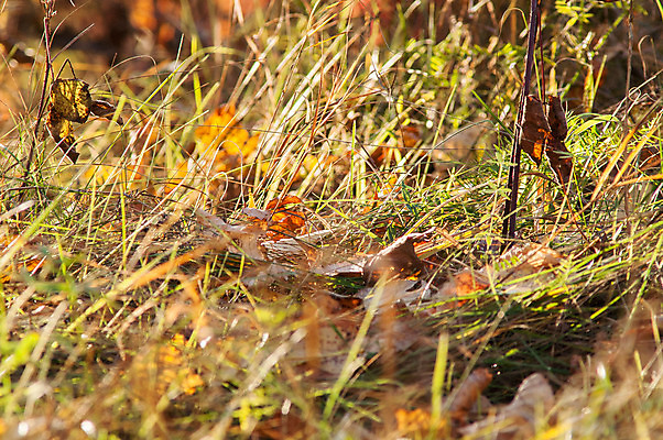 포토 JPG 해외이미지 나무 식물 계절 공원 길 백그라운드 단풍 잎 패턴 오렌지 자연 추상 프레임 사람없음 야외 가로 빨간색 초록색 컬러풀 햇빛 갈색 노란색 정원 침묵 활발 할로윈 가을 황금 숲 오솔길 9월 11월 땅 질감 10월 내추럴 땅바닥 해외202004 해외포토 공공시설 컬러 컨셉 무늬 과일 바닥 태양 소리 날짜 생태계 파일형식 이미지허브