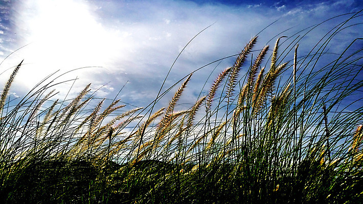 포토 JPG 해외이미지 식물 구름 계절 백그라운드 꽃무늬 밭 자연 하늘 풍경 사람없음 초록색 여름 파란색 빛 컬러풀 햇빛 태양 노란색 일출 일몰 봄 활발 큼 내추럴 해외202004 해외포토 자연요소 꽃 컬러 컨셉 무늬 농업 노을 크기 생태계 파일형식 이미지허브