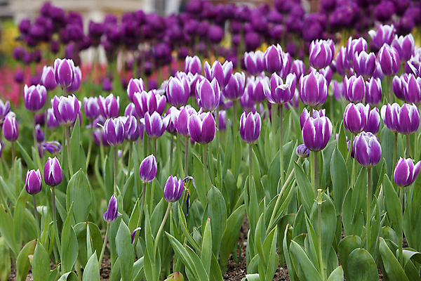 포토 JPG 해외이미지 식물 계절 꽃잎 꽃 줄기 백그라운드 잎 꽃무늬 패턴 밭 농업 자연 사람없음 야외 초록색 햇빛 머리 정원 보라색 봄 줄무늬 활발 젖음 튤립 벚꽃 시골 개화 그룹 선택 과수원 다발 제비꽃 네덜란드 질감 나누기 강렬 블러 줄서기 많음 해외202004 해외포토 유럽 산업 컬러 컨셉 무늬 모션 신체부위 태양 수학 생태계 사칙연산 파일형식 이미지허브