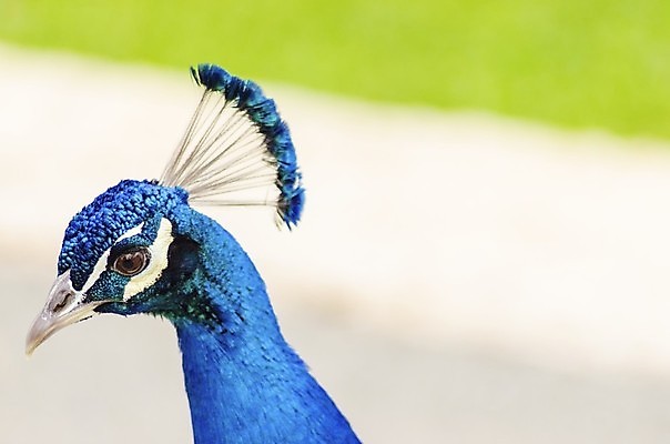 포토 JPG 해외이미지 동물원 사람없음 야외 화려 우아함 공작 깃털 꼬리 해외202004 해외포토 컨셉 조류 파일형식 이미지허브