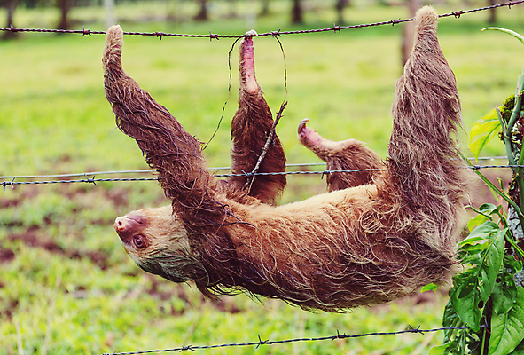포토 JPG 해외이미지 나무 동물 응시 행복 얼굴 야생동물 생물 따뜻함 사람없음 반려동물 갈색 미국 관찰 최고 닫기 달콤 숲 크루즈 열대우림 모피 팔 느림 남쪽 해외202004 해외포토 식물 시선 감정 컬러 북아메리카 배_교통 모션 신체부위 맛 방향 파일형식 이미지허브