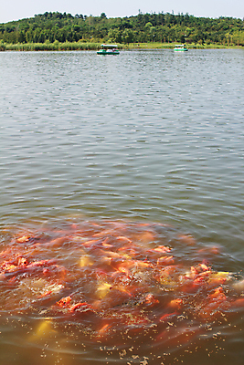포토 JPG 해외이미지 동물 아시아 호수 음식 백그라운드 오렌지 비즈니스 자연 어류 풍경 사람없음 장식 빨간색 물 반려동물 컬러풀 노란색 흰색 연못 지느러미 잉어 해외202004 해외포토 자연요소 나라 컬러 과일 수중동물 생태계 파일형식 이미지허브