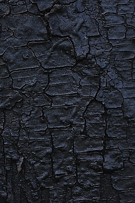 포토 JPG 해외이미지 나무 선 백그라운드 패턴 자연 벽지 추상 사람없음 목재 갈색 검은색 경기장 묘사 질감 서식 내추럴 옛날 해외202004 해외포토 식물 컬러 무늬 재료 스포츠시설 생태계 파일형식 이미지허브