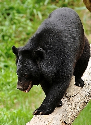 포토 JPG 해외이미지 나무 동물 디자인 얼굴 야생동물 벽 백그라운드 패턴 곰 포유류 자연 표면 털 동양인 사람없음 목재 장식 갈색 검은색 어둠 힘 판넬 거친 널 위험 큼 책상 질감 육식동물 목공예 내추럴 수목 옛날 해외202004 해외포토 식물 컬러 가구 컨셉 무늬 재료 인종 신체부위 크기 공예 생태계 파일형식 이미지허브
