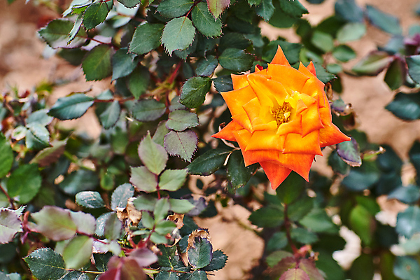포토 JPG 해외이미지 식물 디자인 계절 꽃잎 꽃 포스터 백그라운드 잎 꽃무늬 오렌지 자연 발렌타인데이 사랑 사람없음 장식 빨간색 초록색 여름 장미 정원 맑음 놀람 봄 성장 벚꽃 흰색 축하 신선 개화 심볼 싱글 질감 날카로움 내추럴 감탄 해외202004 해외포토 감정 컬러 컨셉 무늬 과일 데이이벤트 날씨 표정 생태계 파일형식 이미지허브