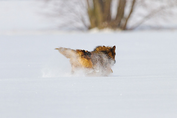 포토 JPG 해외이미지 동물 응시 감정 새끼 포즈 백그라운드 포유류 함께함 앉기 사람없음 반려동물 갈색 검은색 우정 흰색 유머 개 강아지 작음 무릎 불독 몸단장 노려봄 송곳니 고립 기르기 동반자 복종 유래 해외202004 해외포토 시선 컬러 컨셉 모션 표정 신체부위 친구 치아 크기 돌봄 파일형식 이미지허브