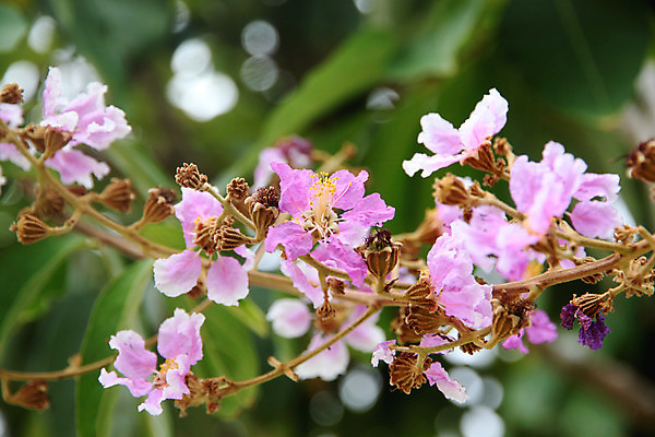 포토 JPG 해외이미지 나무 식물 꽃 분홍색 잎 자연 사람없음 컬러풀 정원 벚꽃 해외202004 해외포토 컬러 생태계 파일형식 이미지허브