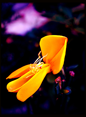 포토 JPG 해외이미지 식물 꽃잎 꽃 백그라운드 꽃무늬 밭 자연 사람없음 야외 장식 초록색 여름 컬러풀 노란색 환경 정원 봄 활발 성장 벚꽃 나뭇가지 시골 신선 개화 빗자루 모래언덕 허브 언덕 향기 내추럴 해외202004 해외포토 나무 계절 컬러 컨셉 무늬 농업 청소도구 생태계 냄새 파일형식 이미지허브