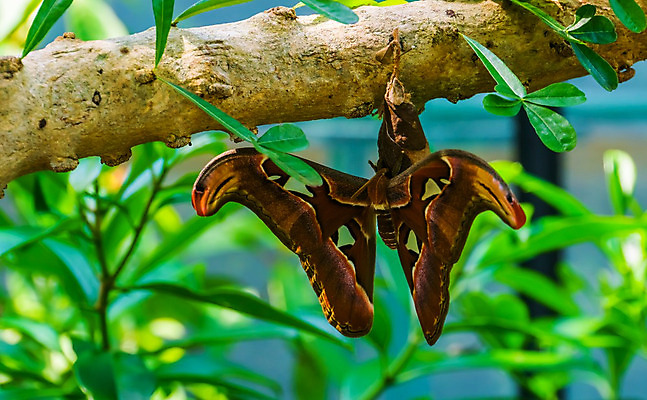 포토 JPG 해외이미지 동물 아시아 나비 곤충 패턴 절지류 날개 오렌지 종류 동양인 사람없음 반려동물 컬러풀 갈색 노란색 오픈 벌레 숲 큼 나방 이국적 인기 지도책 해외202004 해외포토 나라 컬러 무늬 과일 인종 책 크기 파일형식 이미지허브