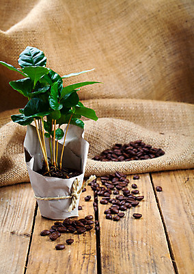 포토 JPG 해외이미지 나무 식물 꽃 화분 종이 화초 커피 잎 포장 콩 사람없음 초록색 농장 갈색 쌓기 새싹 어둠 흙 봄 성장 나뭇가지 거친 꽃집 삼베 유기농 원예 내추럴 땅바닥 모종 묘목 심기 아라비카 해외202004 해외포토 웰빙 계절 음료 컬러 농업 모션 곡류 바닥 취미 상점 파일형식 천_직물 이미지허브