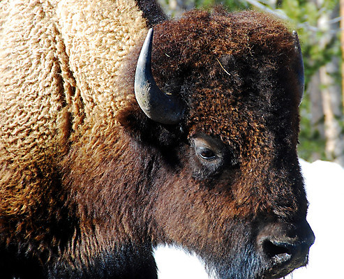 포토 JPG 해외이미지 동물 야생동물 포유류 사람없음 들소 동물상 해외202004 해외포토 조형물 소 파일형식 이미지허브