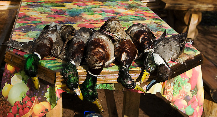 포토 JPG 해외이미지 탁자 조류 오리 사람없음 게임 트로피 사냥 추출 해외202004 해외포토 동물 가구 놀이 상_우승 파일형식 이미지허브