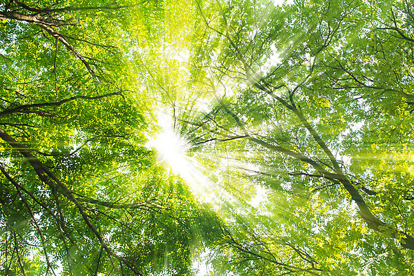 포토 JPG 해외이미지 나무 식물 라이프스타일 계절 공원 백그라운드 단풍 잎 비즈니스 자연 하늘 추상 풍경 사람없음 야외 목재 초록색 여름 빛 컬러풀 햇빛 태양 환경 봄 성장 나뭇가지 신선 숲 환경보전 유기농 해외202004 해외포토 자연요소 웰빙 공공시설 컬러 무늬 재료 생활 사회이슈 생태계 파일형식 이미지허브