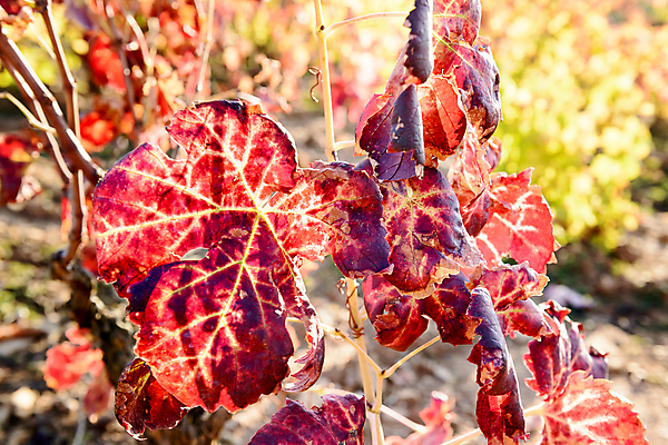 포토 JPG 해외이미지 식물 구름 계절 산업 잎 밭 농업 오렌지 과일 자연 하늘 포도 풍경 사람없음 야외 빨간색 초록색 여름 컬러풀 햇빛 태양 농장 노란색 일출 와인 정원 계곡 일몰 이탈리아 수확 성장 가을 시골 땅 포도밭 포도나무 내추럴 밭일 양조장 해외202004 해외포토 자연요소 유럽 컬러 주류 노을 과일나무 생태계 파일형식 이미지허브