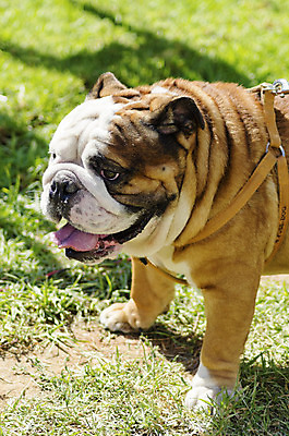 포토 JPG 해외이미지 동물 영어 응시 공원 장난 포유류 털 건강 서기 경비 앉기 잔디 사람없음 야외 반려동물 갈색 믿음 검은색 가축 힘 활발 코트 흰색 표현 주름 개 보호 작음 황소 근육질 사냥개 부드러움 불독 보호자 송곳니 거짓 경보 기르기 동반자 복종 신앙심 유래 지능 충실 힘찬 해외202004 해외포토 식물 문자 시선 공공시설 감정 컬러 컨셉 모션 근육 안전 외투 감각 소 치아 크기 몸매 돌봄 파일형식 이미지허브