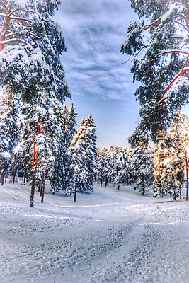 포토 JPG 해외이미지 나무 식물 계절 여행 백그라운드 크리스마스 겨울 자연 하늘 아침 휴가 산 풍경 사람없음 목재 장식 초록색 파란색 반사 추위 흰색 나뭇가지 축하 소나무 눈송이 숲 서리 알프스 전나무 가문비나무 해외202004 해외포토 주간 기념일 유럽 컬러 컨셉 재료 눈_날씨 생태계 파일형식 이미지허브