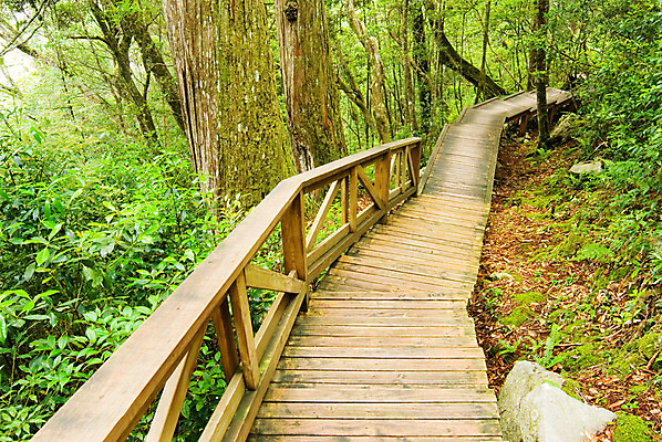 포토 JPG 해외이미지 나무 식물 계절 공원 도로 길 야생동물 줄기 여행 잎 자연 산 풍경 사람없음 야외 초록색 여름 빛 컬러풀 햇빛 평화 환경 봄 산책 꿈 산책로 하이킹 나뭇가지 시골 신선 숲 오솔길 내추럴 방법 해외202004 해외포토 동물 공공시설 컬러 컨셉 교통시설 레저 휴식 태양 생태계 파일형식 이미지허브